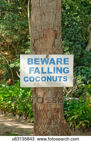 Stock Image - Beware of falling coconuts sign, Yasawa island group, Fiji, South Pacific islands. Fotosearch
