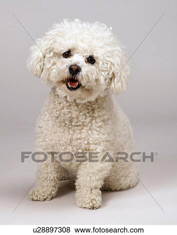 Bichon Frise View Large Photo Image Stock Photo - Bichon Frise. Fotosearch
