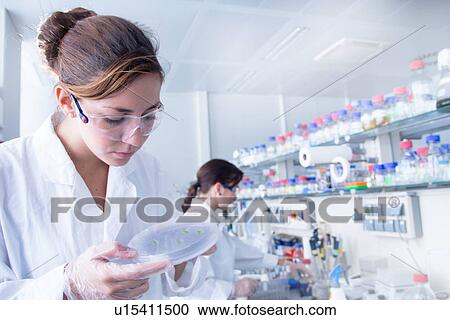 Biology student looking at petri dish View Large Photo Image Stock Image - Biology student looking at petri dish. Fotosearch