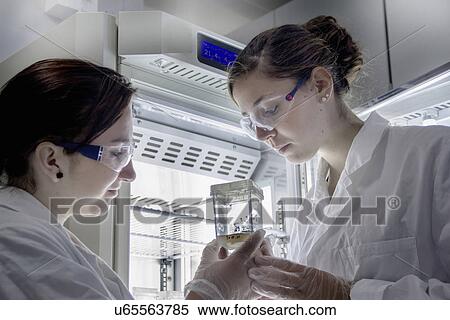 Biology students looking at sample View Large Photo Image Stock Photography - Biology students looking at sample. Fotosearch