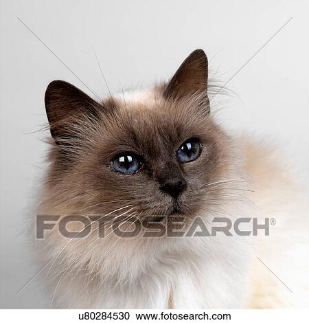 Stock Image - Birman. Fotosearch