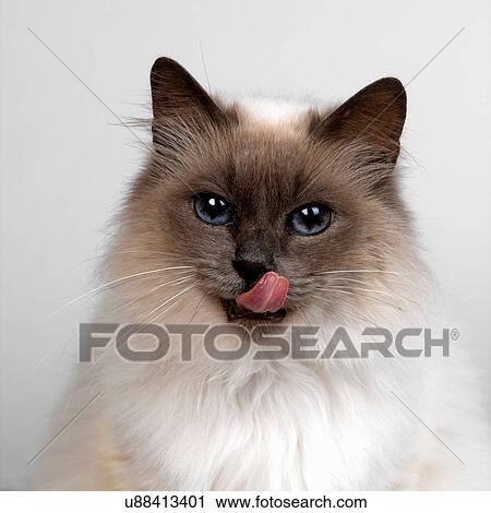 Stock Image - Birman. Fotosearch