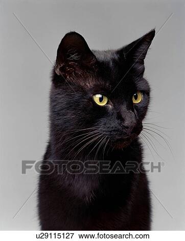 Stock Photo - Black cat looking away. Fotosearch