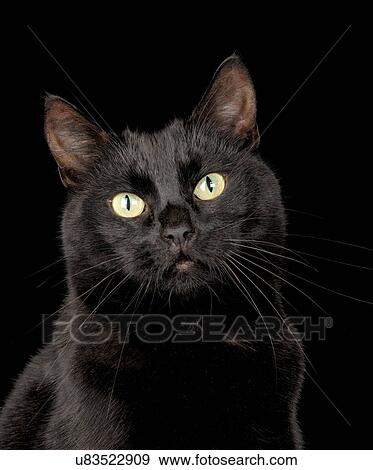 Stock Photo - Black cat. Fotosearch