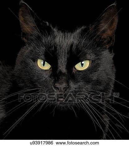 Black cat View Large Photo Image Stock Photograph - Black cat. Fotosearch