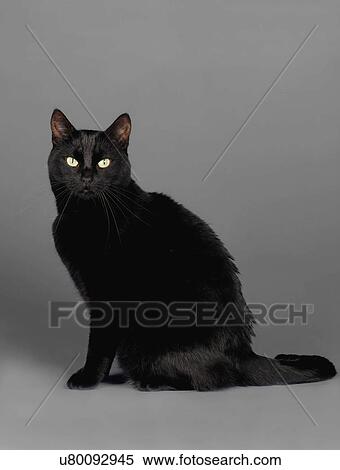 Stock Photography - Black cat. Fotosearch