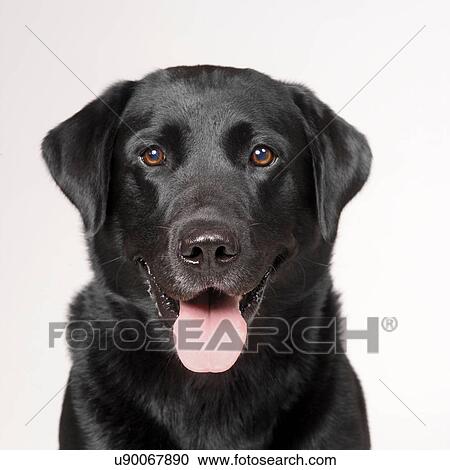 Stock Image - Black Labrador. Fotosearch