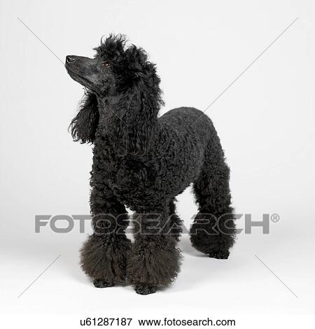 Stock Photo - Black Miniature Poodle. Fotosearch