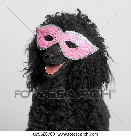 Stock Image - Black MIniature Poodle wearing pink mask. Fotosearch