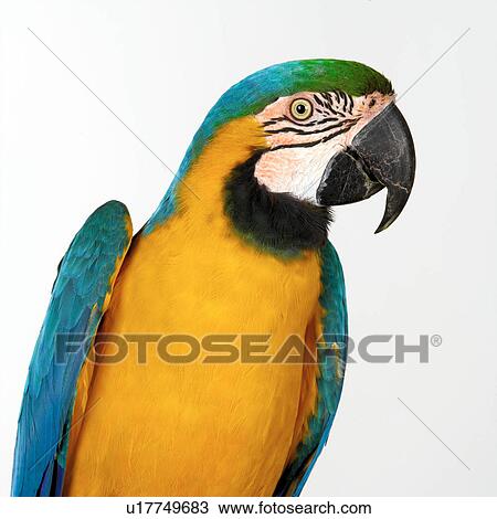 Stock Image - Blue and Gold Macaw. Fotosearch