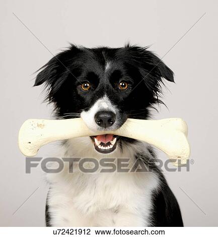 Border Collie carrying bone View Large Photo Image Stock Image - Border Collie carrying bone. Fotosearch