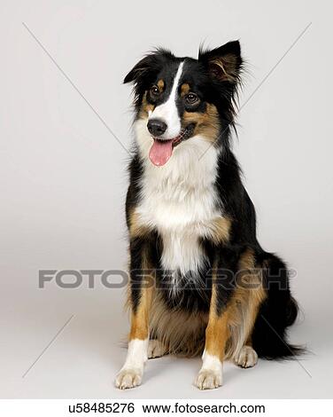 Stock Photograph - Border Collie. Fotosearch