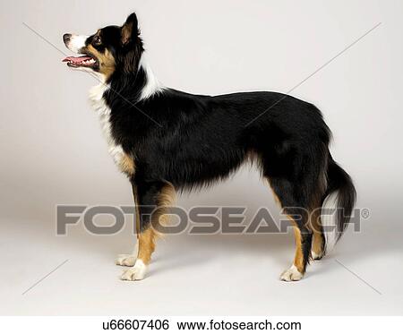 Border Collie View Large Photo Image Stock Photograph - Border Collie. Fotosearch