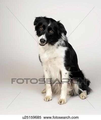 Stock Photography - Border Collie. Fotosearch