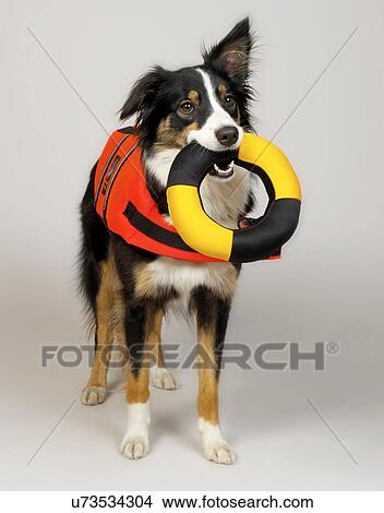 Picture - Border Collie with lifebuoy in mouth. Fotosearch