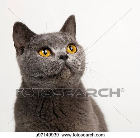 Stock Photo - British Blue. Fotosearch