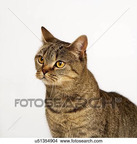 British Brown Spotted View Large Photo Image Picture - British Brown Spotted. Fotosearch
