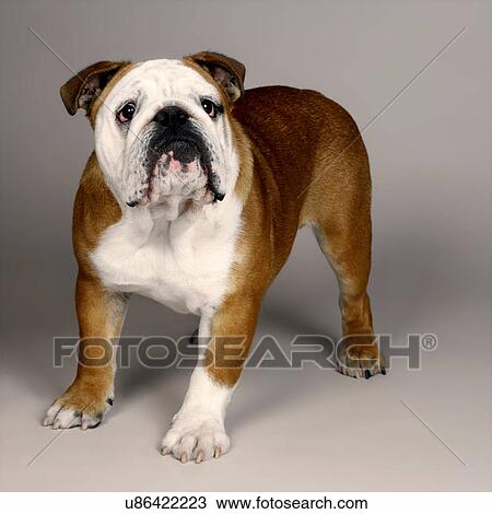 Stock Image - British Bulldog. Fotosearch