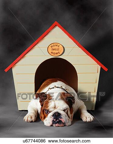 Stock Photograph - Bulldog sulking in kennel. Fotosearch
