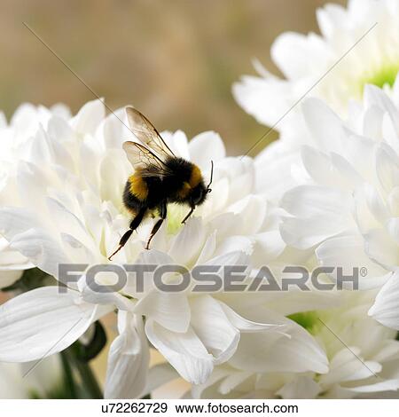 Stock Photo - Bumble bee on white Chrysanthemum. Fotosearch