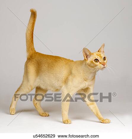 Burmese Red View Large Photo Image Stock Photo - Burmese Red. Fotosearch