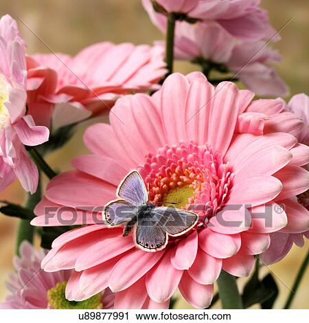Butterfly on pink Gerbera View Large Photo Image Stock Image - Butterfly on pink Gerbera. Fotosearch