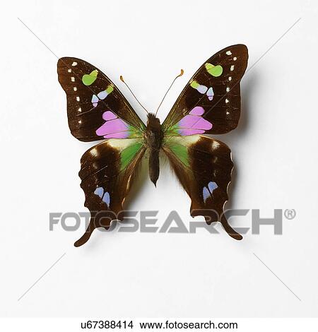 Butterfly View Large Photo Image Picture - Butterfly. Fotosearch