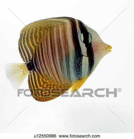 Butterflyfish View Large Photo Image Stock Photograph - Butterflyfish. Fotosearch