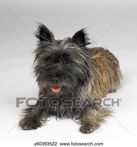 Cairn Terrier View Large Photo Image Stock Image - Cairn Terrier. Fotosearch