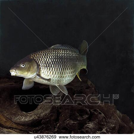 Carp View Large Photo Image Stock Photo - Carp. Fotosearch