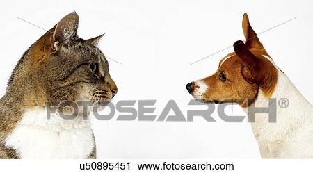 Cat and dog looking at each other View Large Photo Image Stock Image - Cat and dog looking at each other. Fotosearch