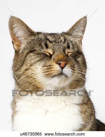 Cat with eyes closed View Large Photo Image Stock Photography - Cat with eyes closed. Fotosearch