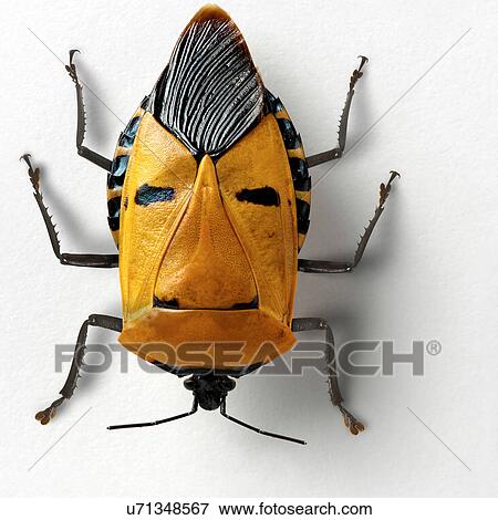 Catacanthus Incarnatus View Large Photo Image Stock Photo - Catacanthus Incarnatus. Fotosearch