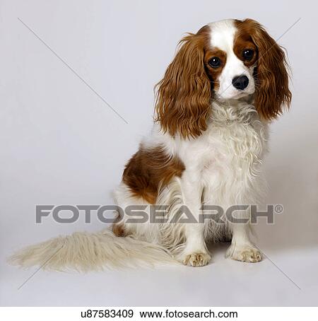 Stock Photo - Cavalier King Charles Spaniel. Fotosearch
