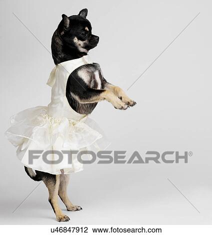Chihuahua in dress dancing View Large Photo Image Stock Image - Chihuahua in dress dancing. Fotosearch