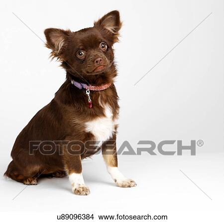 Picture - Chihuahua. Fotosearch