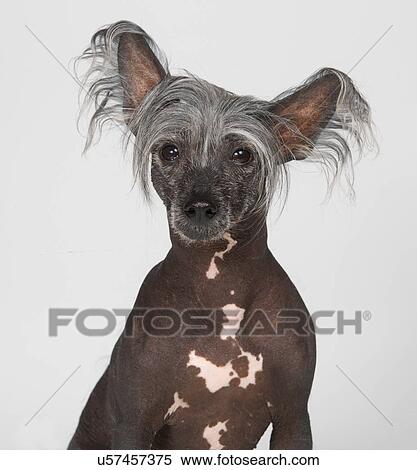 Stock Photography - Chinese Crested Dog. Fotosearch