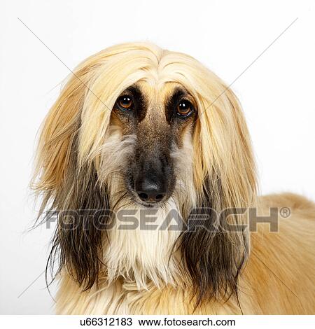 Close up of Afghan Hound View Large Photo Image Stock Image - Close up of Afghan Hound. Fotosearch