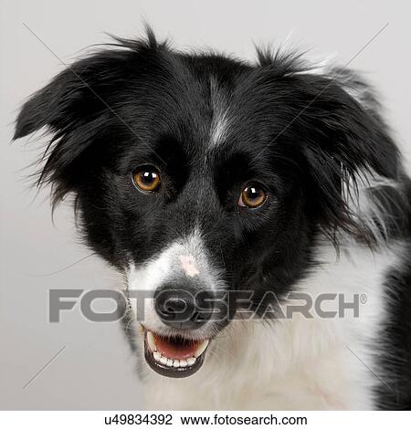 Close up of Border Collie View Large Photo Image Stock Image - Close up of Border Collie. Fotosearch