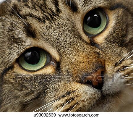 Stock Photo - Close up of cat's face. Fotosearch