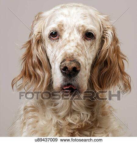 Close up of freckly English Setter View Large Photo Image Stock Photo - Close up of freckly English Setter. Fotosearch
