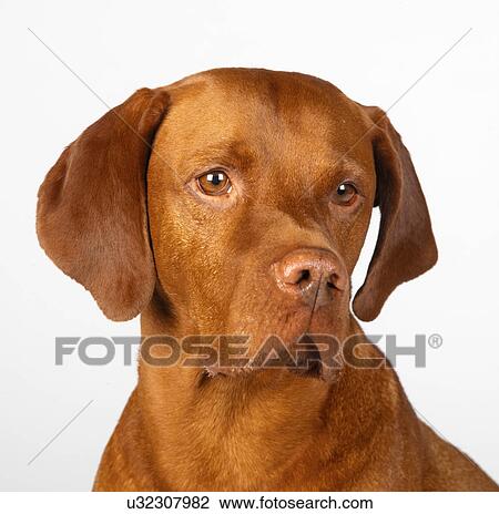 Close up of Hungarian Vizsla View Large Photo Image Stock Image - Close up of Hungarian Vizsla. Fotosearch