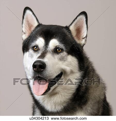 Stock Image - Close up of Husky. Fotosearch