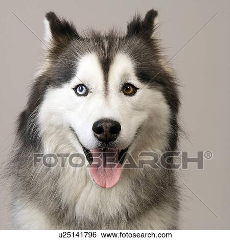 Stock Photograph - Close up of Husky. Fotosearch