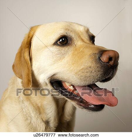 Close up of Labrador tongue out panting View Large Photo Image Stock Photo - Close up of Labrador tongue out panting. Fotosearch