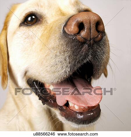 Stock Photograph - Close up of Labrador tongue out panting. Fotosearch