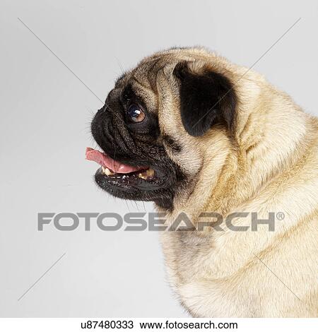 Close up of Pug View Large Photo Image Stock Image - Close up of Pug. Fotosearch
