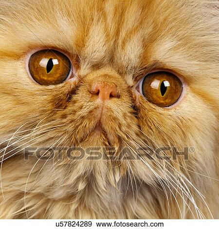 Close up of Red Persian kitten View Large Photo Image Stock Photo - Close up of Red Persian kitten. Fotosearch