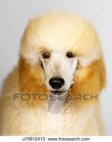 Close up of Standard Poodle View Large Photo Image Stock Image - Close up of Standard Poodle. Fotosearch