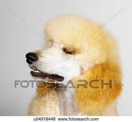 Close up of Standard Poodle View Large Photo Image Stock Photo - Close up of Standard Poodle. Fotosearch